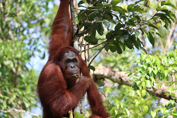 large male orangutan hanging from a thick tree branch in tropical rainforest
