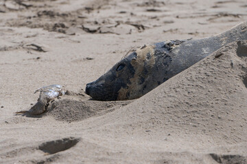 Elefante marino en la playa de Pinamar.
