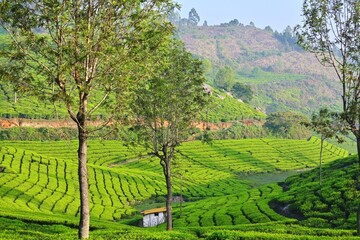 Nilgiri tea plantations, green tea landscape 