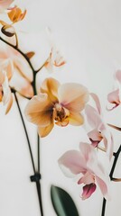 Close-up of a blooming orchid flower in a minimalist setting, highlighting its delicate beauty