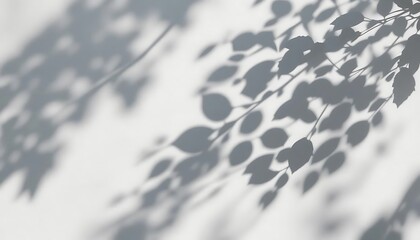 Shadows Sunlight Leaves, Plant Wall Concrete