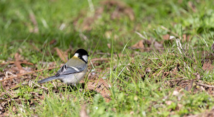 地面で餌をさす身近な野鳥　シジュウカラ