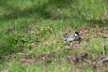 地面で餌をさす身近な野鳥　シジュウカラ