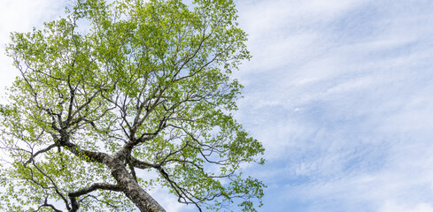 新緑の木と美しい青空