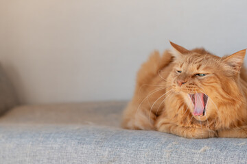 あくびをする可愛い猫　茶トラ猫