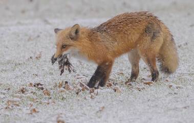 Red Fox Carying A Bird In Its Mouth