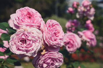 Roses blooming in the summer garden