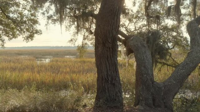 Beautiful dolly shot of live oaks and salt marsh landscape in the lowcountry of South Carolina, USA.