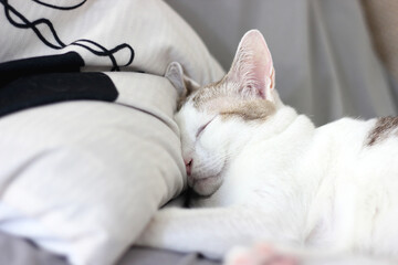 A cat is sleeping on a pillow