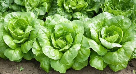 fresh green lettuce