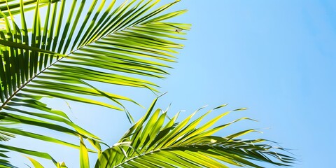 Detailed close-up of tropical palm leaves, framed by the bright blue sky in the background