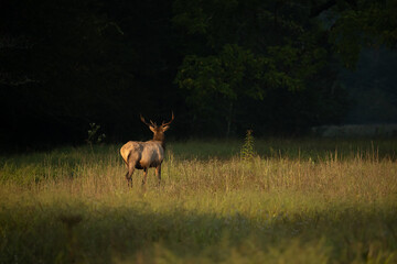 Back of Bull Elk Stands In Warm Morning Sun In Cataloochee