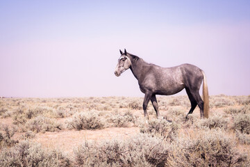 Obraz premium Grey Montana Bucking Horse in a Pasture