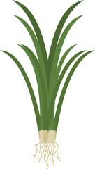 Illustration of Fresh Green Onions