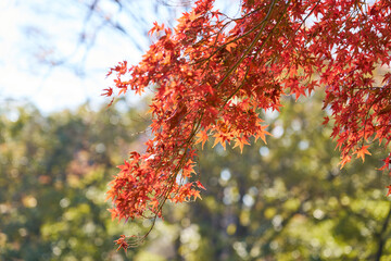 赤く紅葉したもみじ