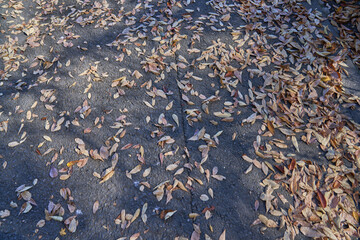 コンクリートの上の落ち葉