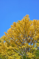 Fototapeta premium 銀杏 紅葉