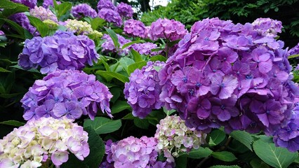 【初夏の花】見頃を迎えた大輪の紫陽花