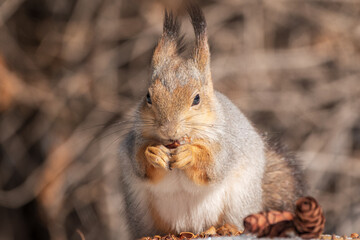The squirrel in winter sits on white snow.