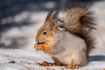 The squirrel in winter sits on white snow.