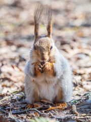 Squirrel in autumn or spring with nut on the green grass with fallen yellow leaves