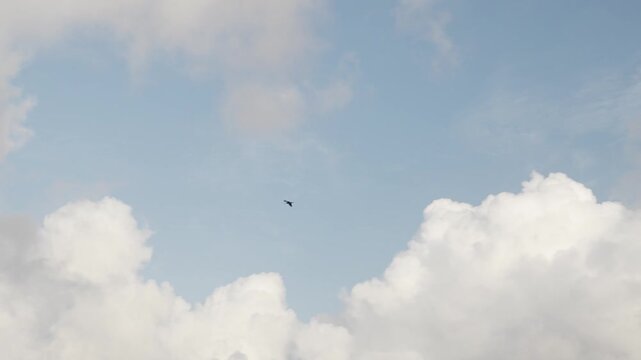 A single bird flying across a clear blue sky with white clouds