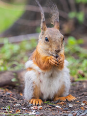 Squirrel eats a nut while sitting in green grass. Eurasian red squirrel, Sciurus vulgaris