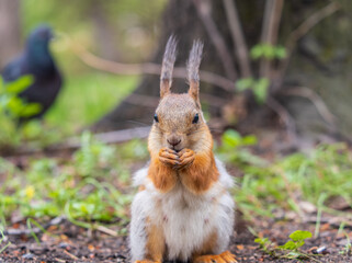 Squirrel eats a nut while sitting in green grass. Eurasian red squirrel, Sciurus vulgaris