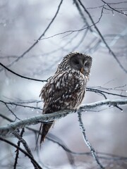 A majestic owl sits serenely on a frost-covered branch, surrounded by a tranquil winter woodland atmosphere, highlighting the beauty of nature and wildlife.