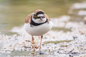 Little ringed plover (Charadrius dubius), bird standing on the lake shore