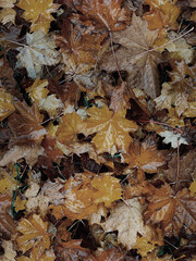 seamless Autumn leaves on the ground as a background. Close up.