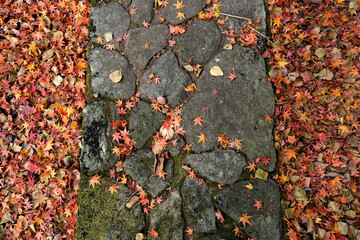 落葉した赤いモミジ