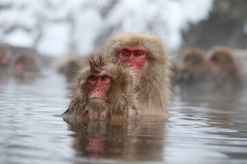 Naklejka premium Japanese Snow Monkey Mother Enjoying Hot Spring with Family in Jigokudani, Nagano, Japan