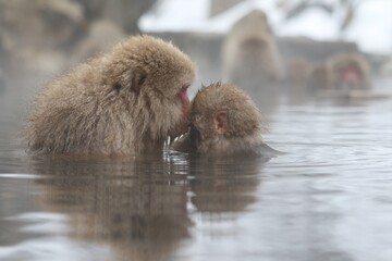Naklejka premium Japanese Snow Monkey Mother Enjoying Hot Spring with Family in Jigokudani, Nagano, Japan