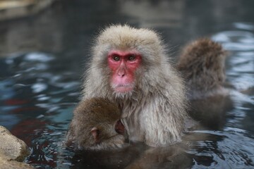 Japanese Snow Monkey Relaxing in Hot Spring, Joshinetsu, Nagano, Japan