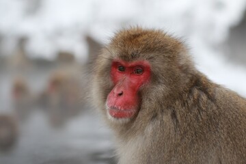 Naklejka premium Japanese Snow Monkey Relaxing in Hot Spring, Joshinetsu, Nagano, Japan