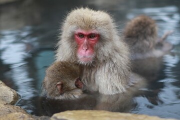 Japanese Snow Monkey Relaxing in Hot Spring, Joshinetsu, Nagano, Japan