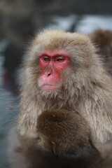 Snow Monkey Mother Hugging Her Baby in a Hot Spring, Jigokudani, Nagano, Japan