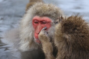 Snow Monkeys Relaxing in a Hot Spring, Jigokudani, Nagano, Japan