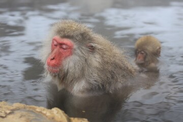 Japanese Snow Monkey Relaxing in Hot Spring, Joshinetsu, Nagano, Japan