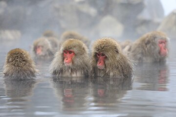 Naklejka premium Japanese Macaques Relaxing in a Hot Spring During Winter, Joshinetsu, Nagano, Japan