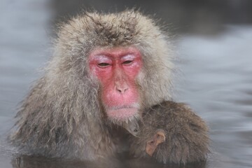 Fototapeta premium Snow Monkey Mother Hugging Her Baby in a Hot Spring, Jigokudani, Nagano, Japan