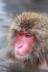 Japanese Snow Monkey Relaxing in Hot Spring, Joshinetsu, Nagano, Japan