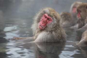 Obraz premium Japanese Snow Monkey Relaxing in Hot Spring, Joshinetsu, Nagano, Japan