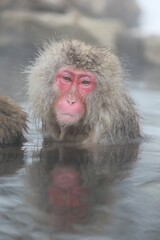 Naklejka premium Japanese Snow Monkey Relaxing in Hot Spring, Joshinetsu, Nagano, Japan