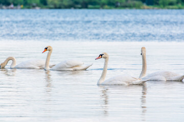 Graceful white Swans swimming in the lake, swans in the wild
