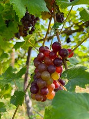 Colorful Grapevine Cluster