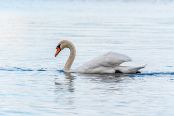 Graceful white Swan swimming in the lake, swans in the wild. Portrait of a white swan swimming on a lake.