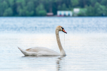 Graceful white Swan swimming in the lake, swans in the wild. Portrait of a white swan swimming on a lake.