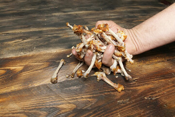 Fototapeta premium Male hand holding many chicken bones. Handful of chicken bones over old wooden table.